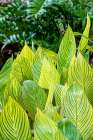 The variegation of a plant draws contrast to other green foliage. Art Print